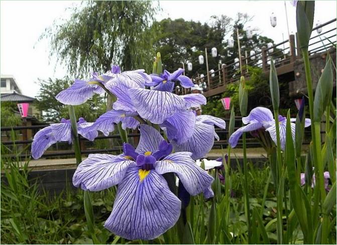 Japonia Ogród wodny Iris