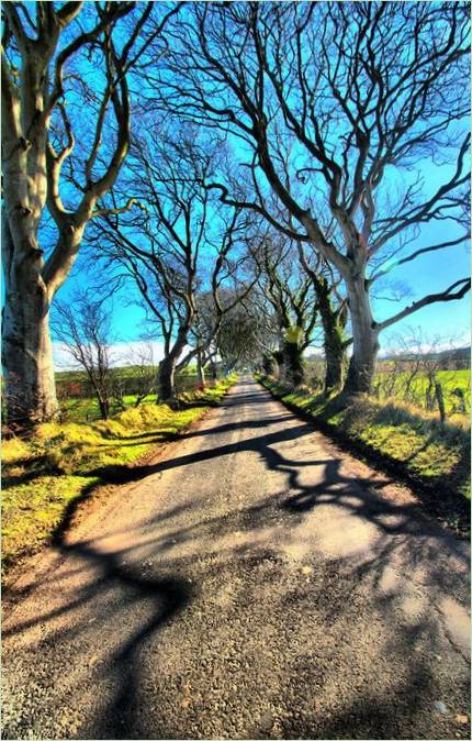 Dark Hedges Bukowy Zaułek z Gry o Tron