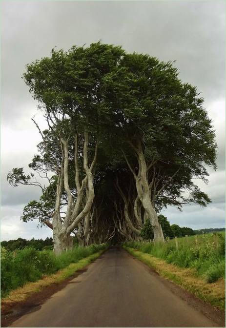 Bukowa aleja Dark Hedges z Gry o Tron