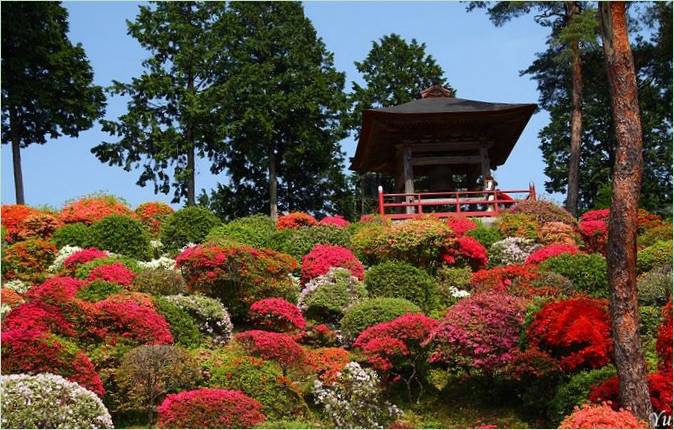 Wiosenny festiwal azalii w Japonii