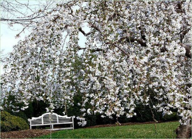 Ogród botaniczny w Missouri