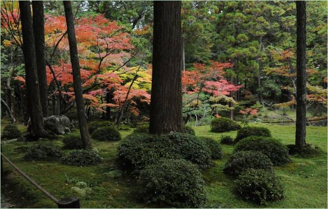 Ogród mchu w Saiho-ji w Kioto