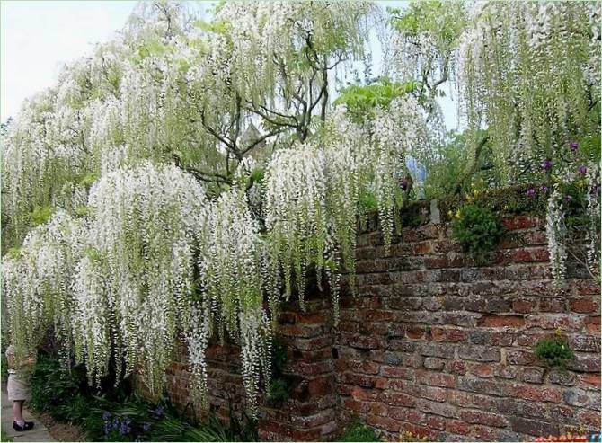 Ogród angielski Denmans Lane Gardens